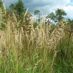 Bluejoint reedgrass