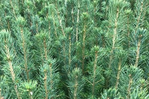 Spruce hybrid